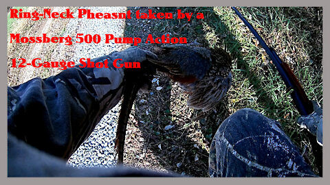 Pheasant Hunting with a Mossberg 500 Pump Action 12 Gauge Shot Gun