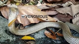 Don't Play With Venomous Snakes! 🐍 Cobra