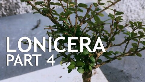 Lonicera (Honeysuckle) Part 4