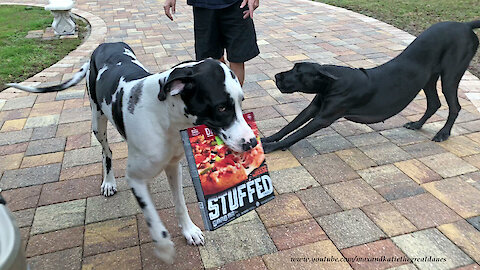 Great Danes try their hand at delivering pizzas