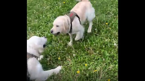 Dog spotting ~ Met these goobers while frisbee golfing!