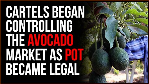 Mexican Cartels Switched To AVOCADOS When Pot Became Legal In The US