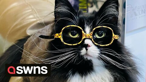 Meet the cat who wears glasses to help children during their trip to the optician