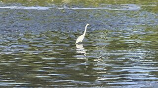 White Egret is back fishing