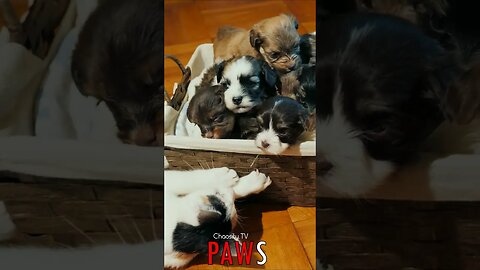 🐶 #PAWS - Boops & Smooches: Mischievous Kitty's Playful Ambush on a Box of Puppies 🐾