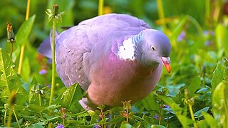 Fourth Short Encounter with Common Wood Pigeon