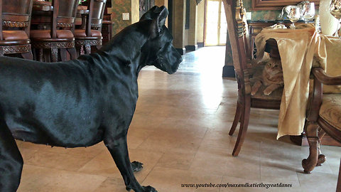 Undercover Cat Is Amused By Playful Pouncing Great Dane