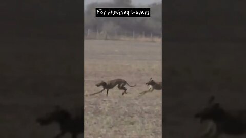 Greyhounds vs Hare 🐇Борзые против кролика kelinci กระต่าย thỏ galgos vs conejo ग्रेहाउंड बनाम खरगोश