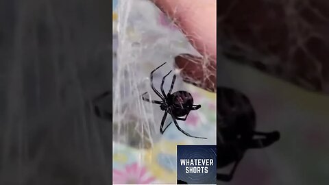 Having a venomous black widow spider climb all over you #shorts #danger #spider #pet
