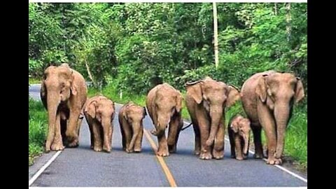 Hundreds Elephants cross road