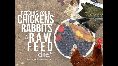 Feeding Your Chickens and Rabbits COMPLETELY on Scraps and Hay!