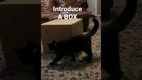 The BEST Cat Toy