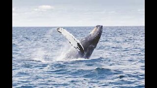 Un groupe de baleines fait le show pour des touristes