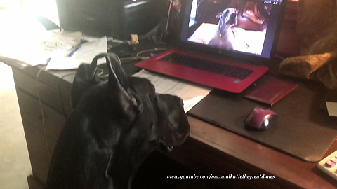 Great Dane Watches Great Dane You Tube Video