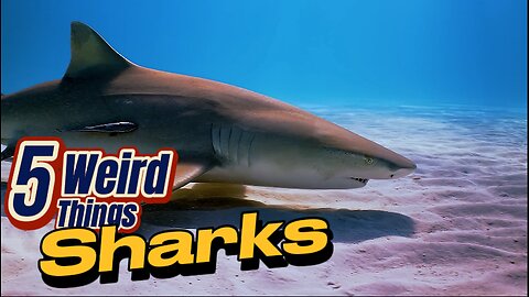 5 Weird Things - Sharks