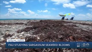 Why so much seaweed on South Florida beaches?