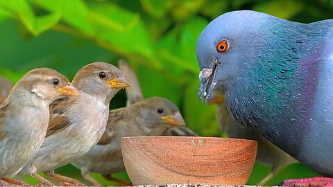 Pigeon and House Sparrows Sharing some more Food