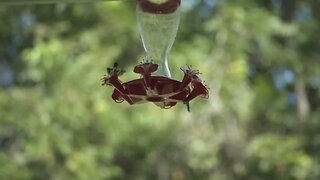 A Hover of Hummingbirds at the Feeder