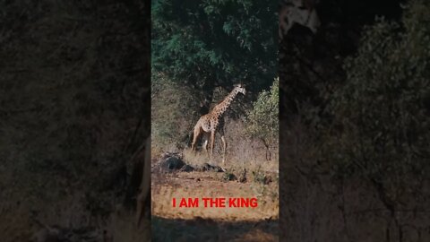 I am the king || #youtubeshorts #youtubeshorts