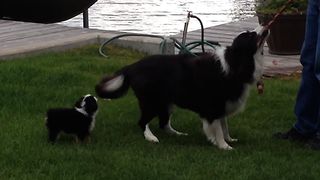 Cute Collie Pup Can't Keep Up