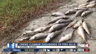 Crews continue to remove thousands of dead fish off Sanibel Island - 8am live report