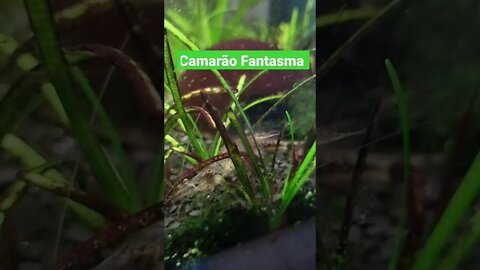 Camarão Fantasma de boas