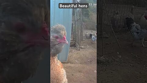 Farm surveillance. Beautiful free range hens