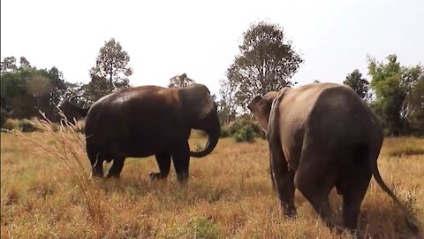 Wild elephants greeting each other