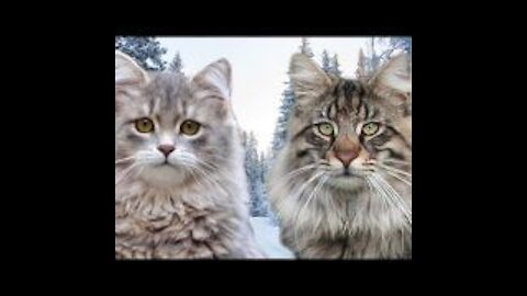 Serbian Cat VS NorwegianCat