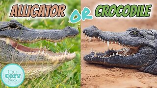 🐊 Alligator OR Crocodile🐊 What's the difference? FOR KIDS