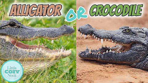 🐊 Alligator OR Crocodile🐊 What's the difference? FOR KIDS