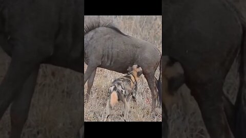 Wild dogs eat wildebeest private parts alive
