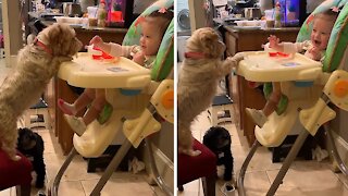 Baby and doggy have an adorable feeding arrangement