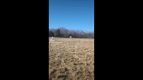 Happy cows and calves.