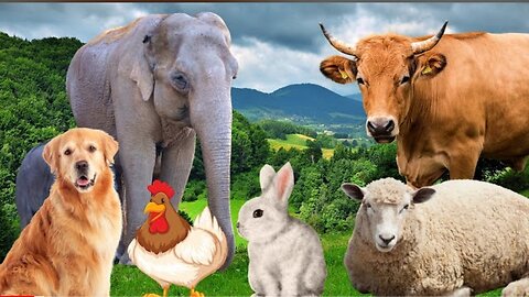 Farm Animal Sounds - Cow, Sheep, Cat, Dog, Chicken - Animal Moments