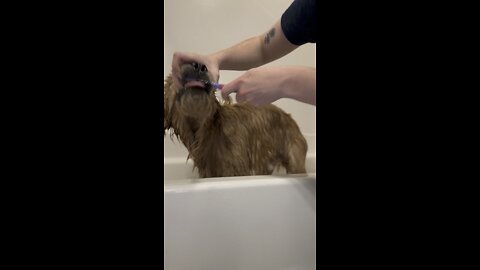 Cute puppy getting teeth brushed