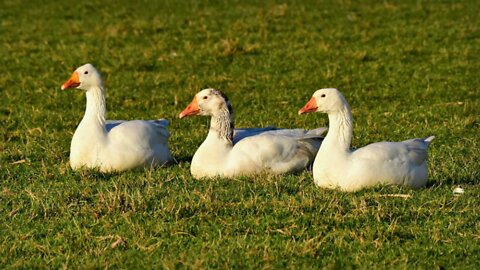 Goose Noise Sound Effect | Duck Sound Effect By Kingdom of Awais