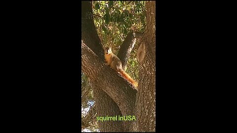 Cute and Adorable Squirrel 🐿️😍 taking 🍑 from my hand and Eating #funny video #shorts #USAVlogs