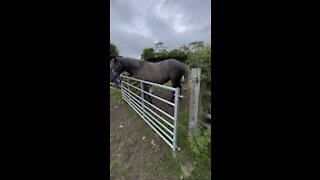 The gate is no problem