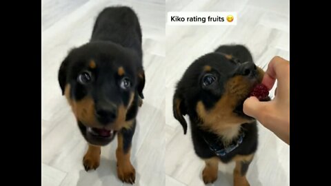 PUPPY 🐶 TRIES AND RATES FRUITS!!! 😩😂😂😂😍😍💯💯💯😍😍😍