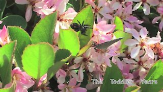 Spider ambushes Butterfly