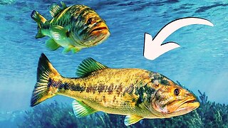 Easy Fixes to 90% of your Bass fishing shortcomings