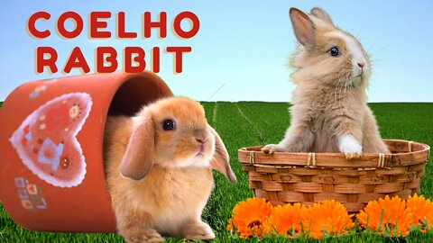 Rabbits Sound | Family Rabbits | fluffy rabbits