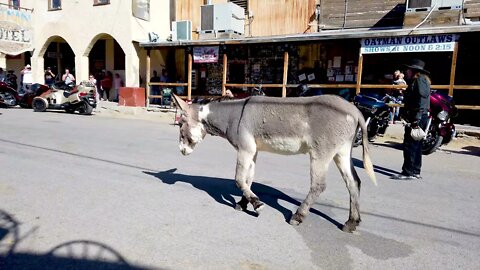 The Oatman Outlaws, Gold robbery and gunfight.