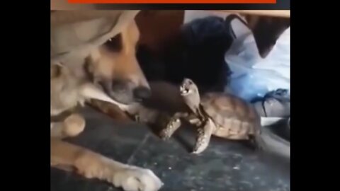 Turtle making waves with the dog, funny video
