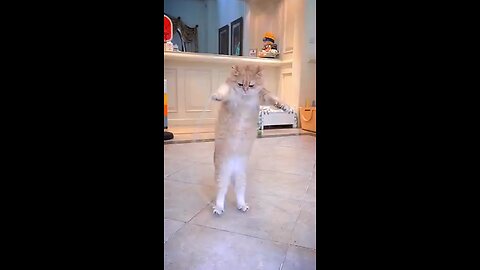 funny cat dance 😅