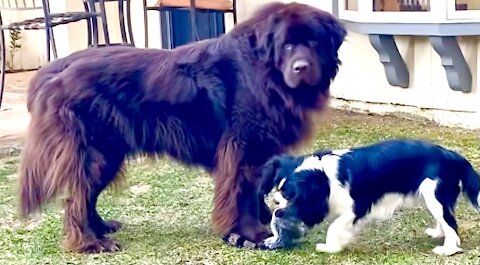 Huge Newfie uses clever technique to guard toy