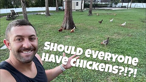 Everyone should have Chickens