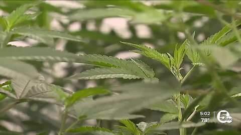Budding careers could grow if Ohio legalizes marijuana this November