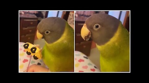 Parrot gets humorously angry after owner ruins his playtime